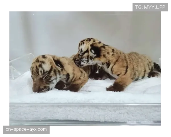 广东华南虎第三节祭出“死亡五小”,一波流带走比赛 广东华南虎第三节祭出“死亡五小”,一波流带走比赛